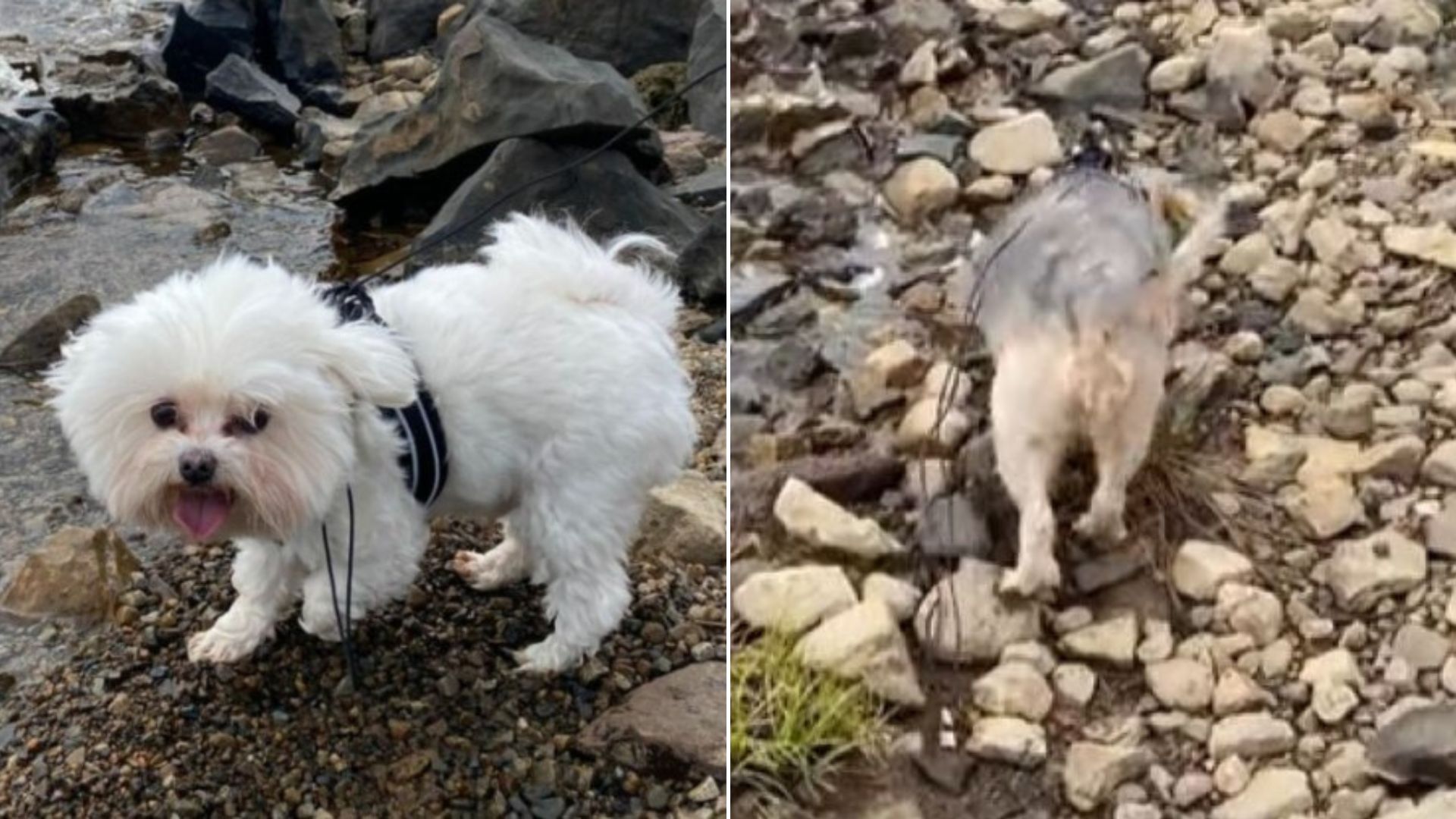 two puppies on a hike