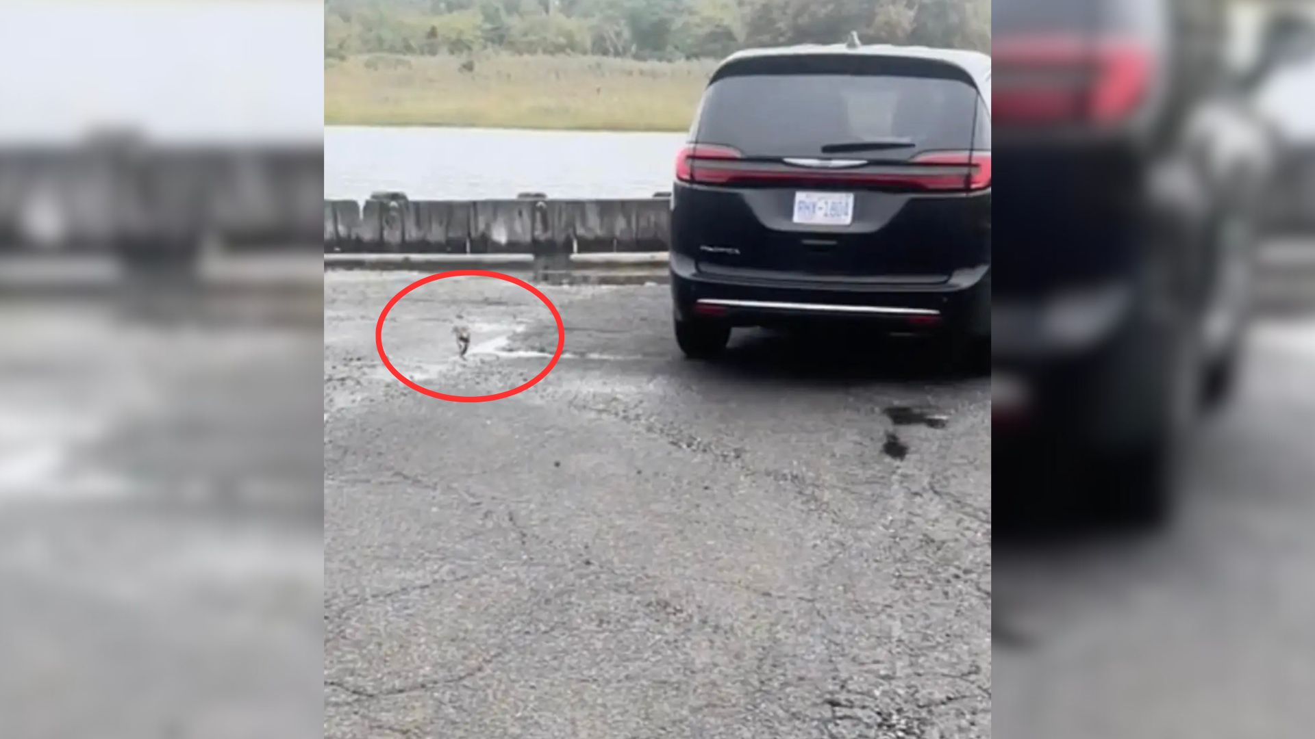 Woman Received A Worrisome Call About The Gray Lump Stumbling Through Parking Lot