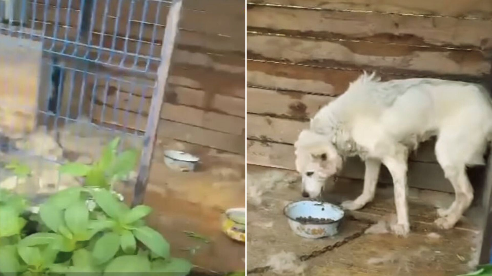 Woman Saves Sick Dog After 10 Years In Cage, Only To Learn Devastating News