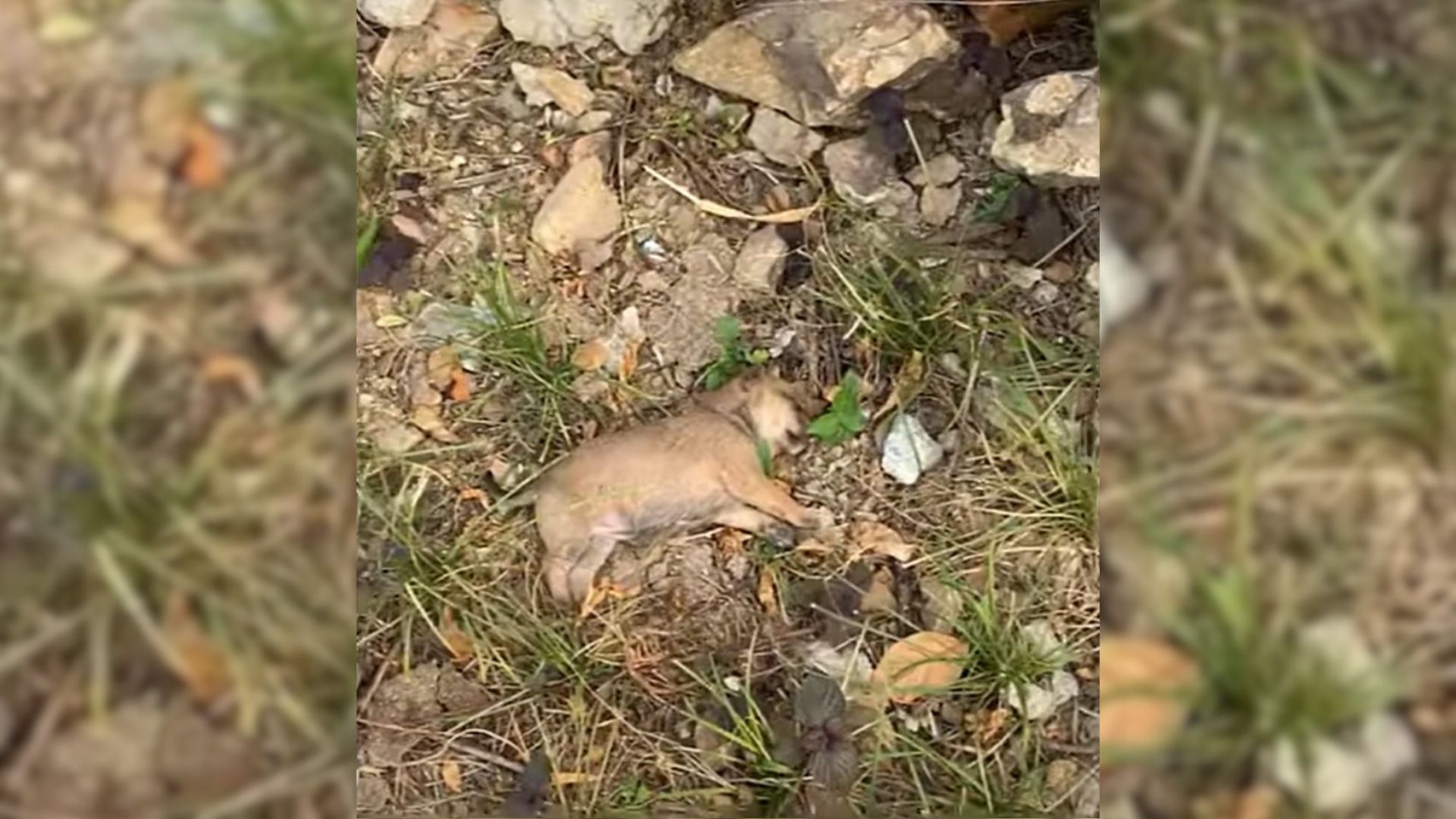 a motionless dog lies by the side of the road