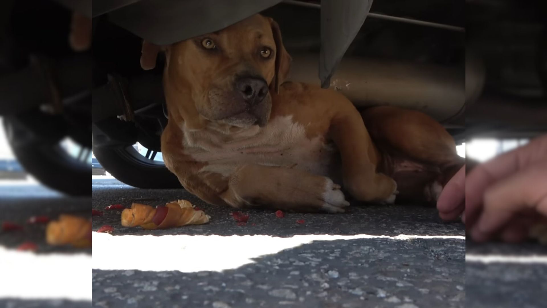 scared dog hiding under a car