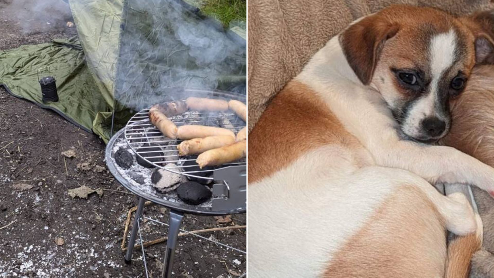 Worried Couple Spent 5 Days Camping And Grilling Lost Pup’s Favorite Food Hoping To Bring Her Back