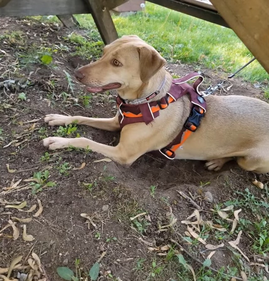 a beautiful brown dog is lying on a leash