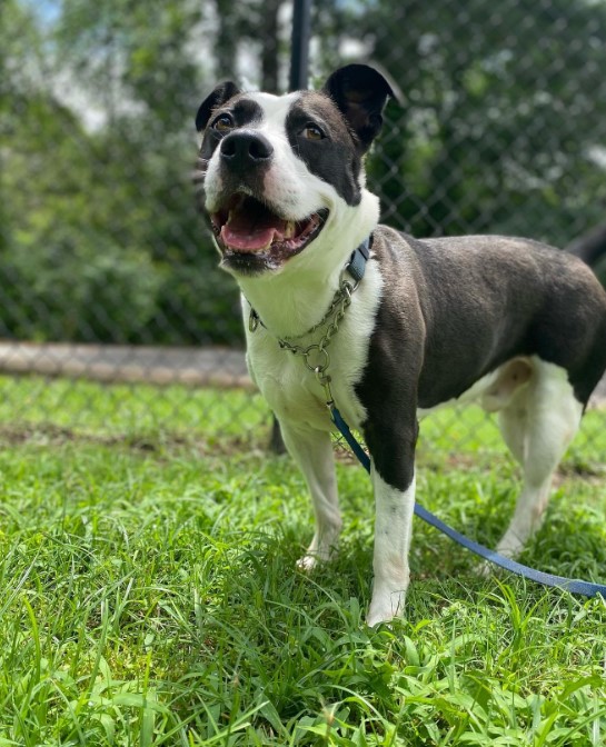 a beautiful dog is standing in the garden