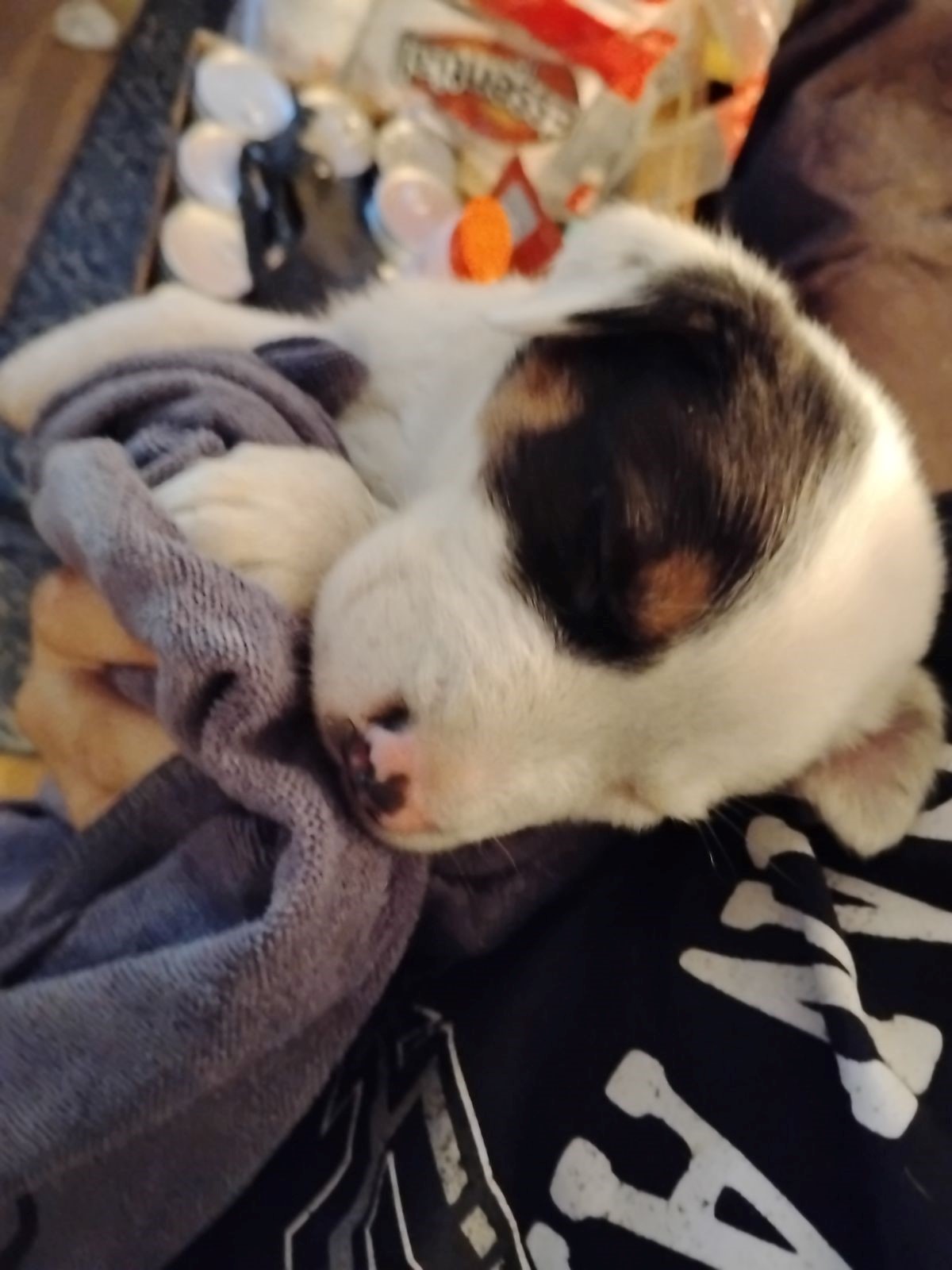 a beautiful dog lies on a man's stomach