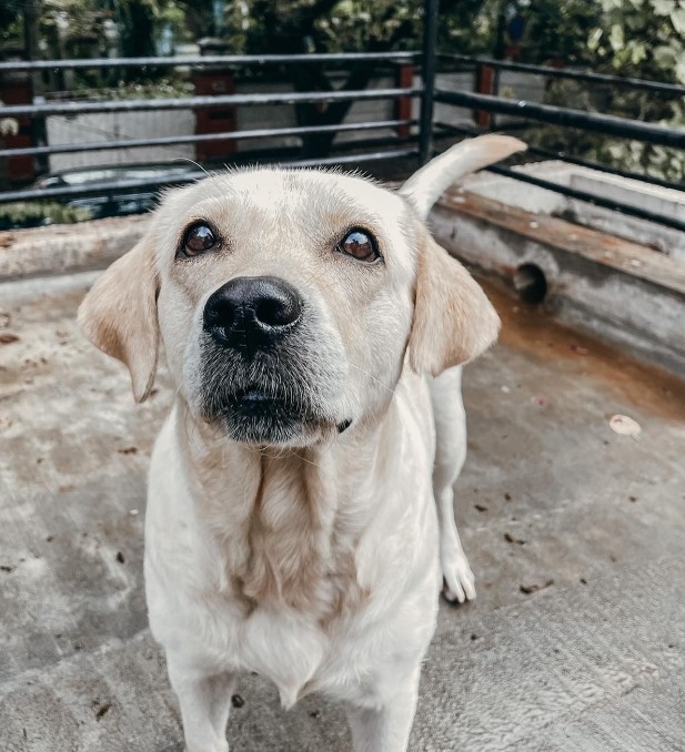 a beautiful white dog on the terrace