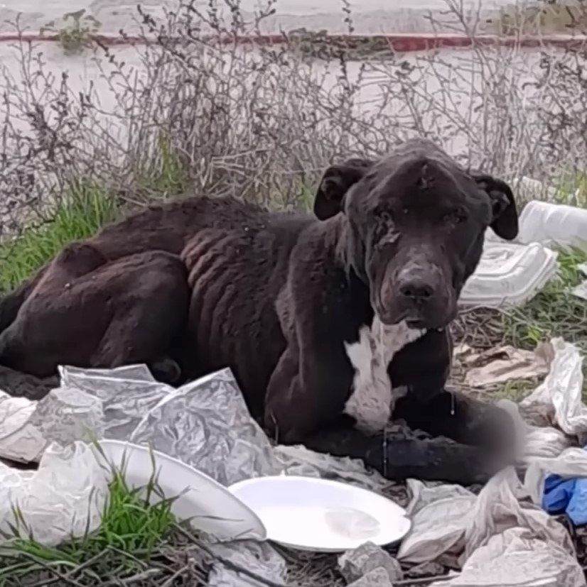 a black dog is lying in the garbage