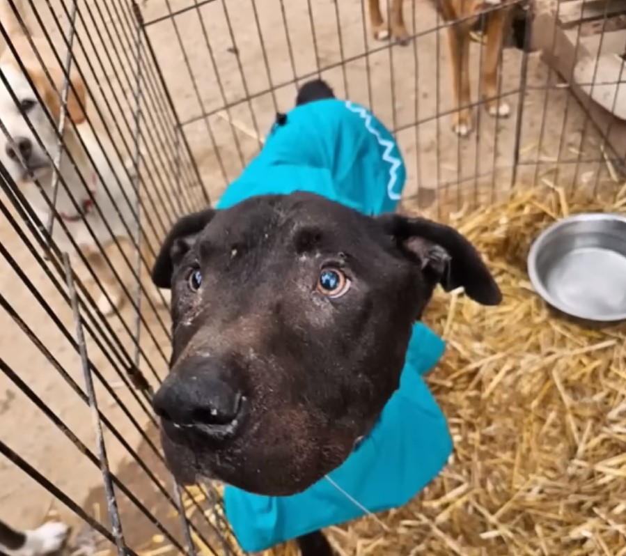 a black dog is standing in a cage