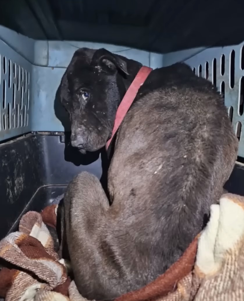 a black dog placed in a cage