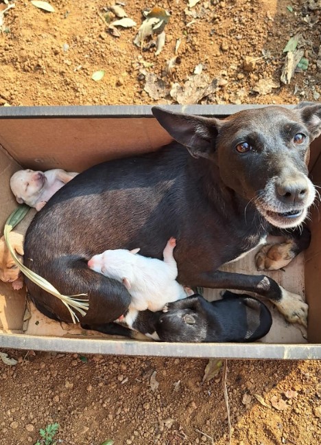 a black dog with her puppies sits in a box