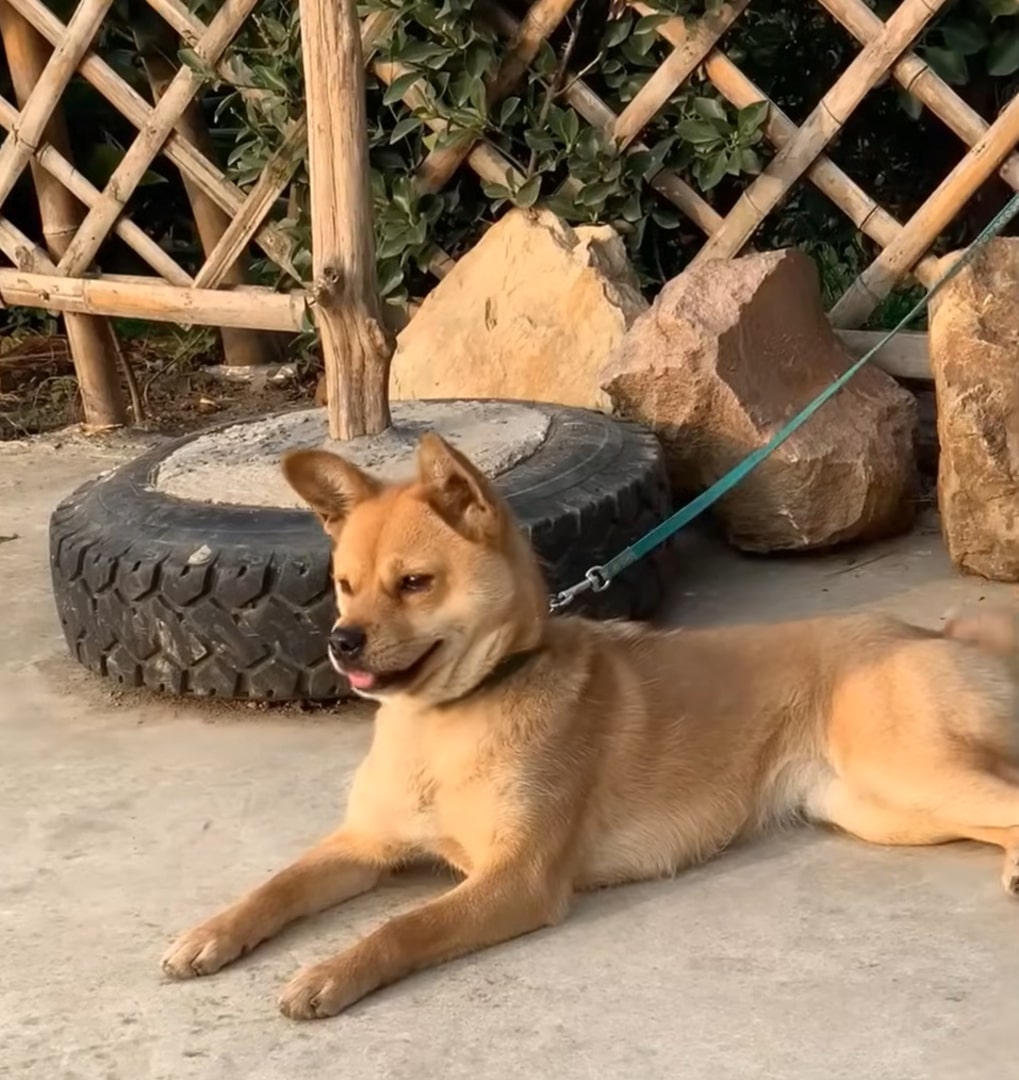 a brown dog is lying on the pavement