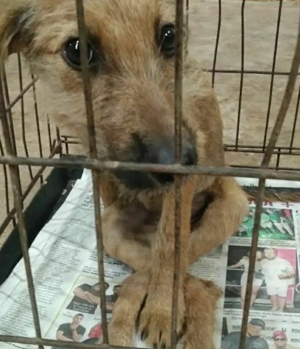 a brown dog with black eyes looks out from the cage