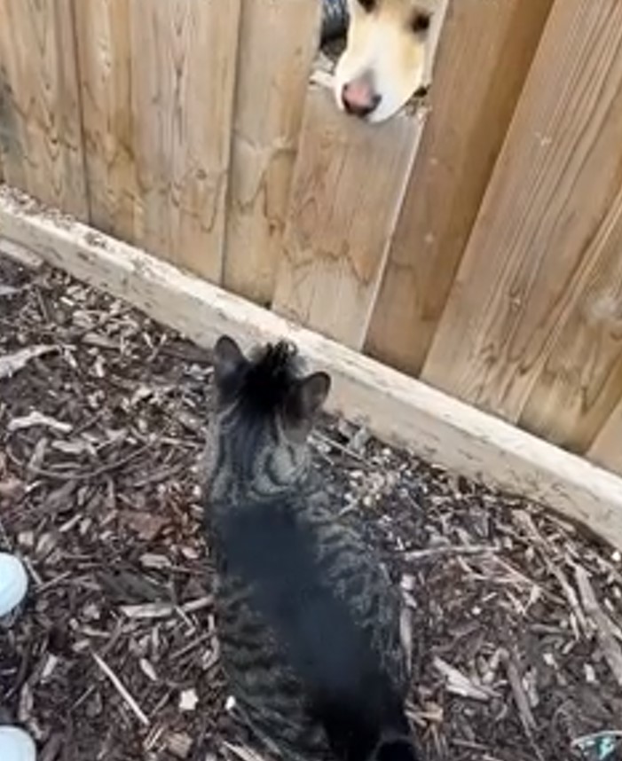 a cat and a dog look at each other through a wooden door