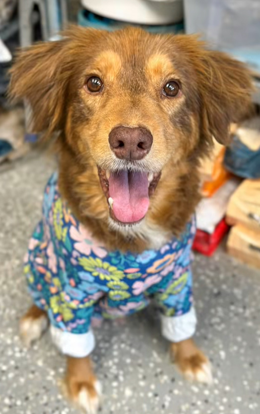 a cute dog is sitting in the ward and looking at the camera