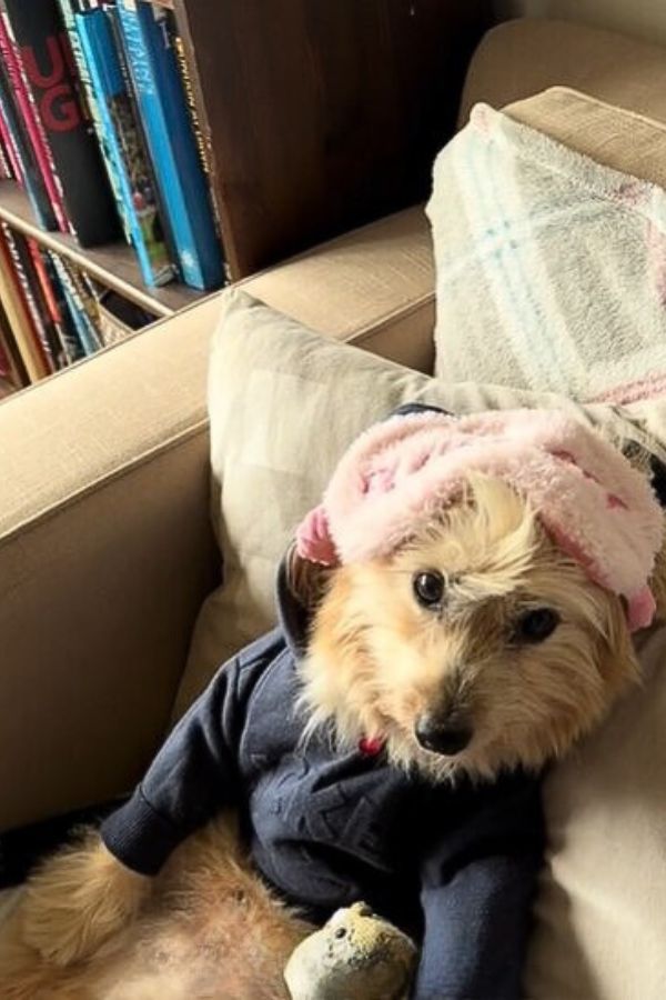 a cutely dressed dog is sitting on an armchair