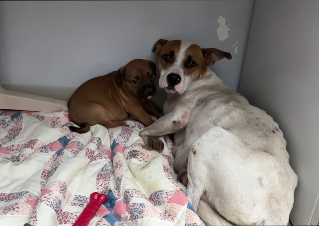 a dog and a puppy are lying next to each other