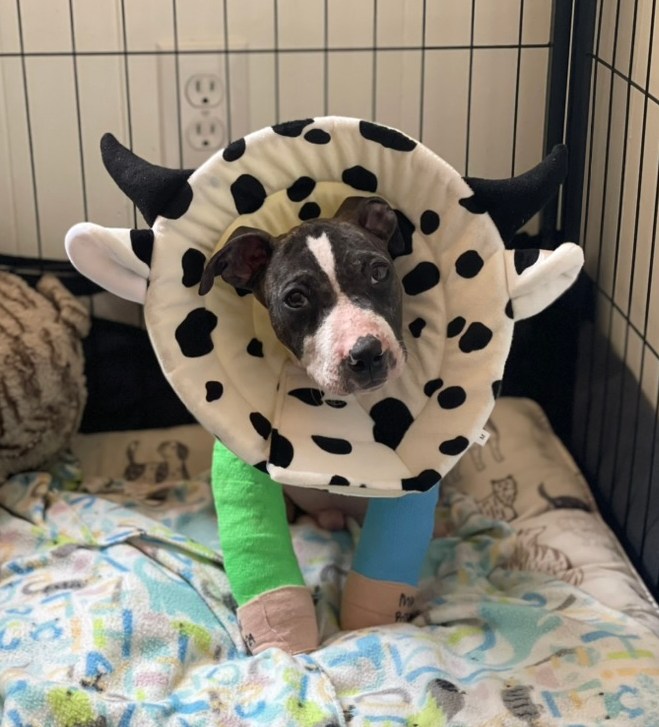 a dog in a cage with a collar