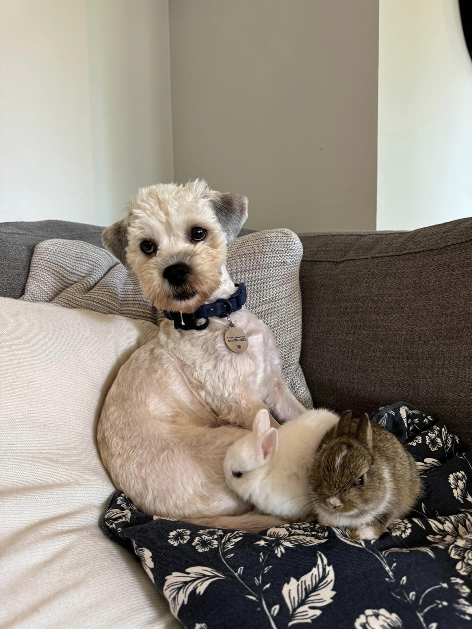 a dog is sitting on a cutting board with two rabbits