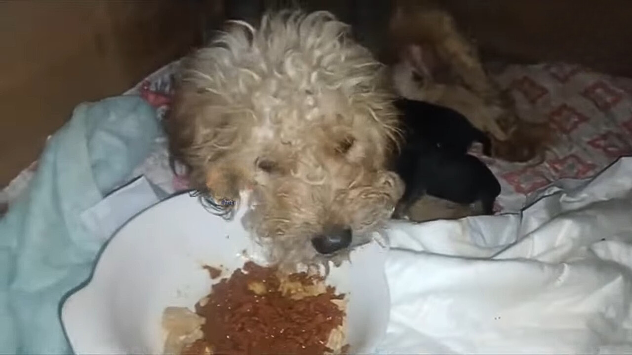 a dog leaning on a plate full of food