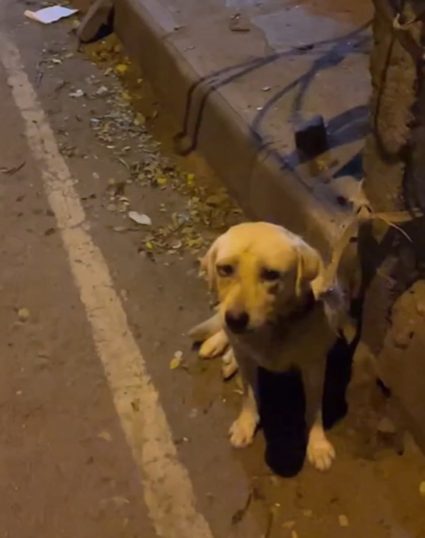 a dog tied to a pole in the street