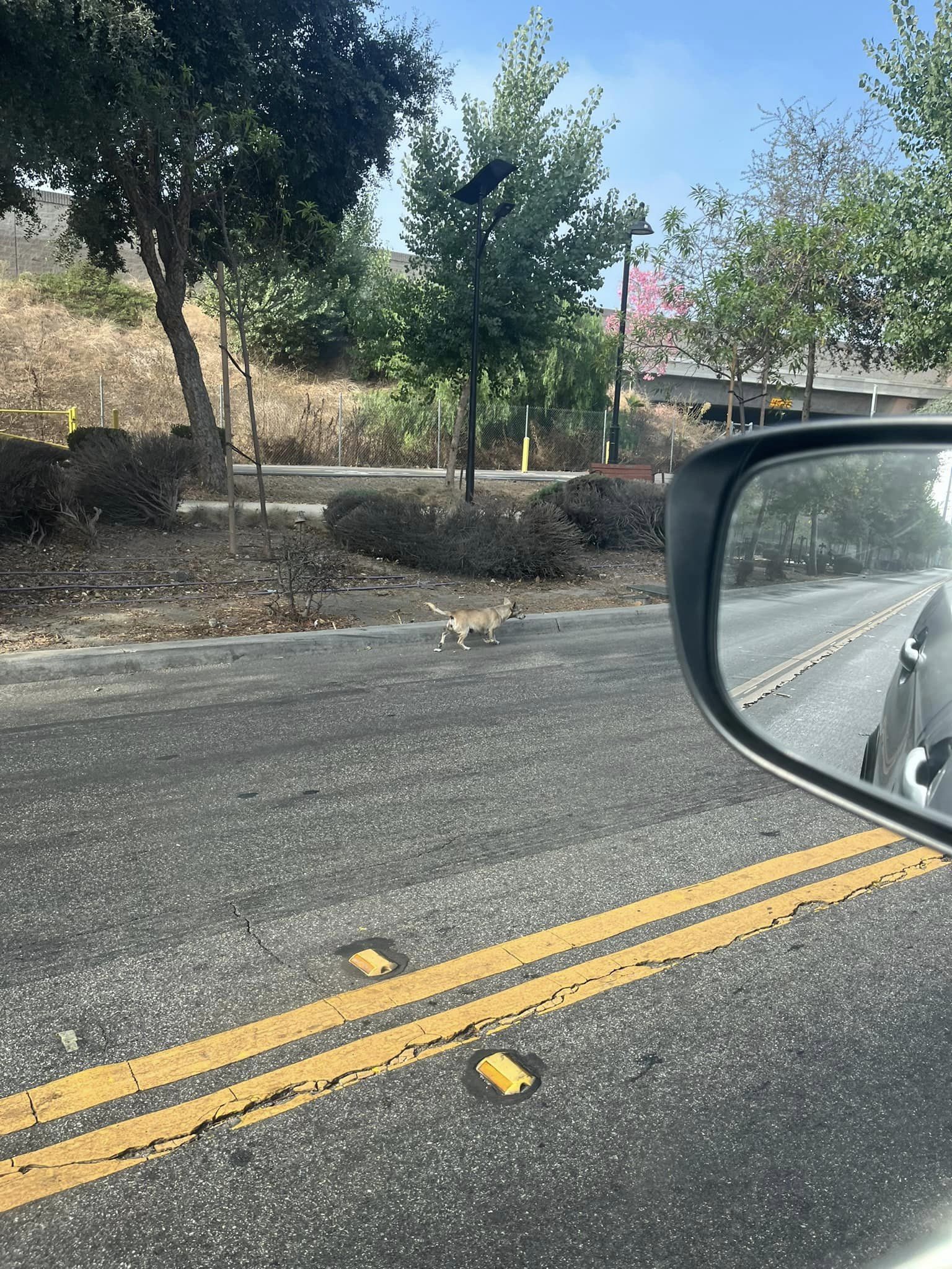 a dog walks down the street