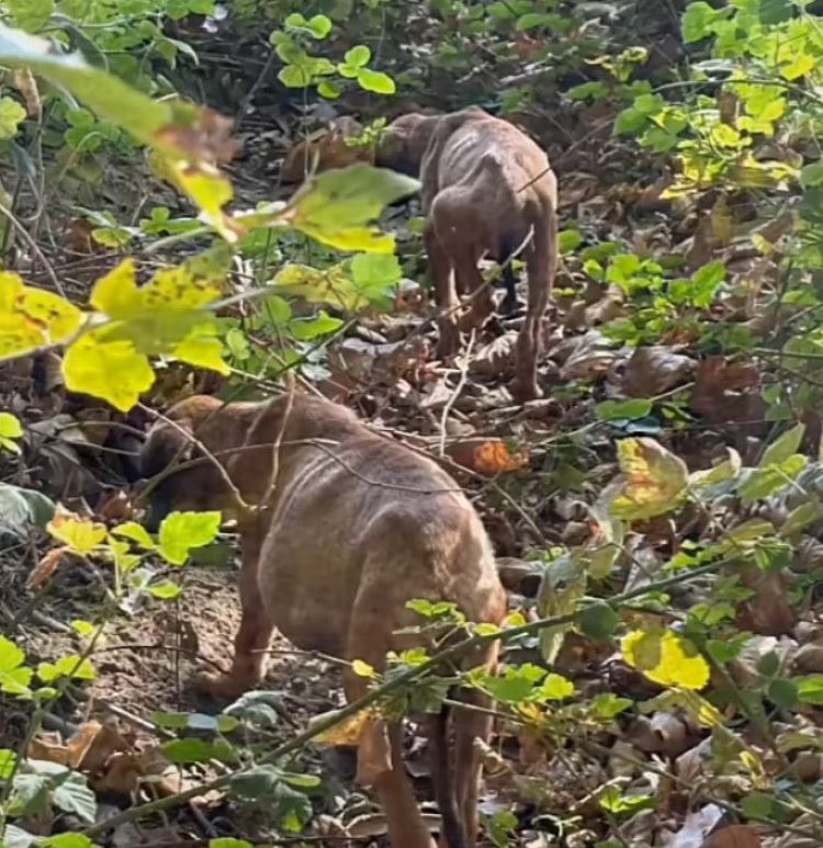 a dog with a big belly in the forest