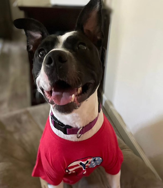 a dog with a red shirt sticking out its tongue