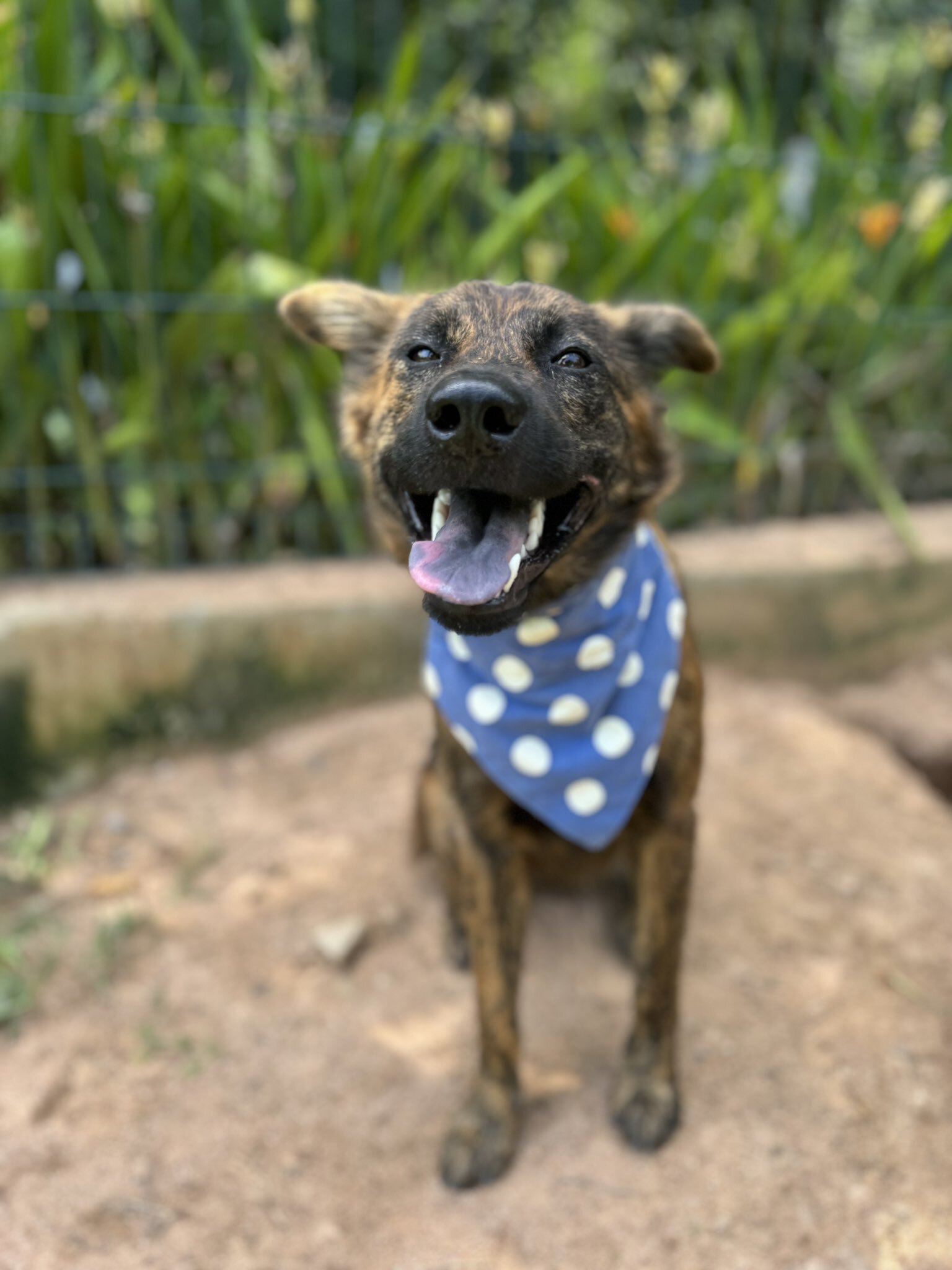 a dog with a scarf around its neck