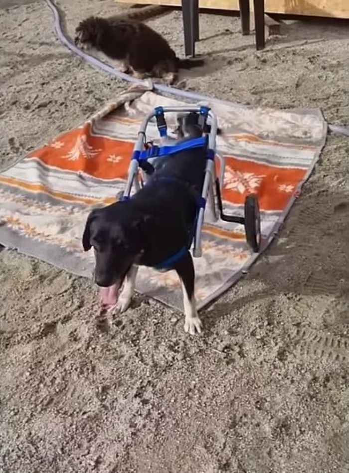 a dog with a wheelchair walks on the sand