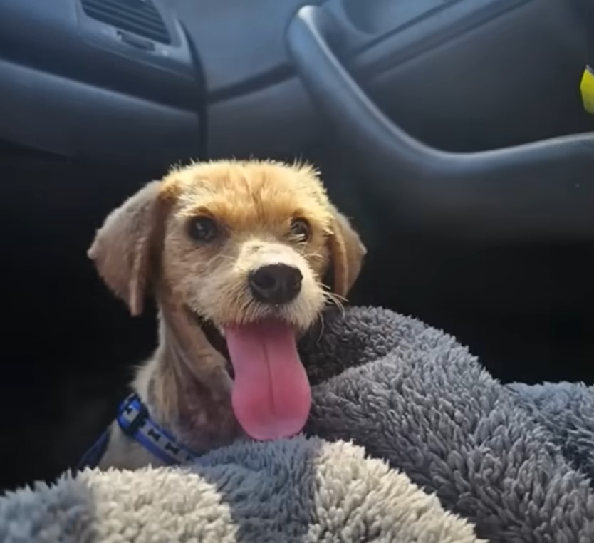 a dog with its tongue out enjoys a car ride