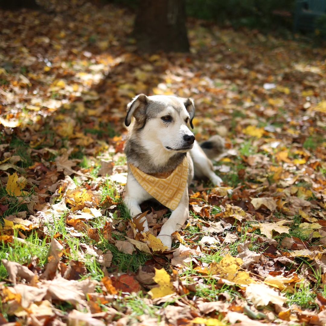 a dog with scarf in leaves