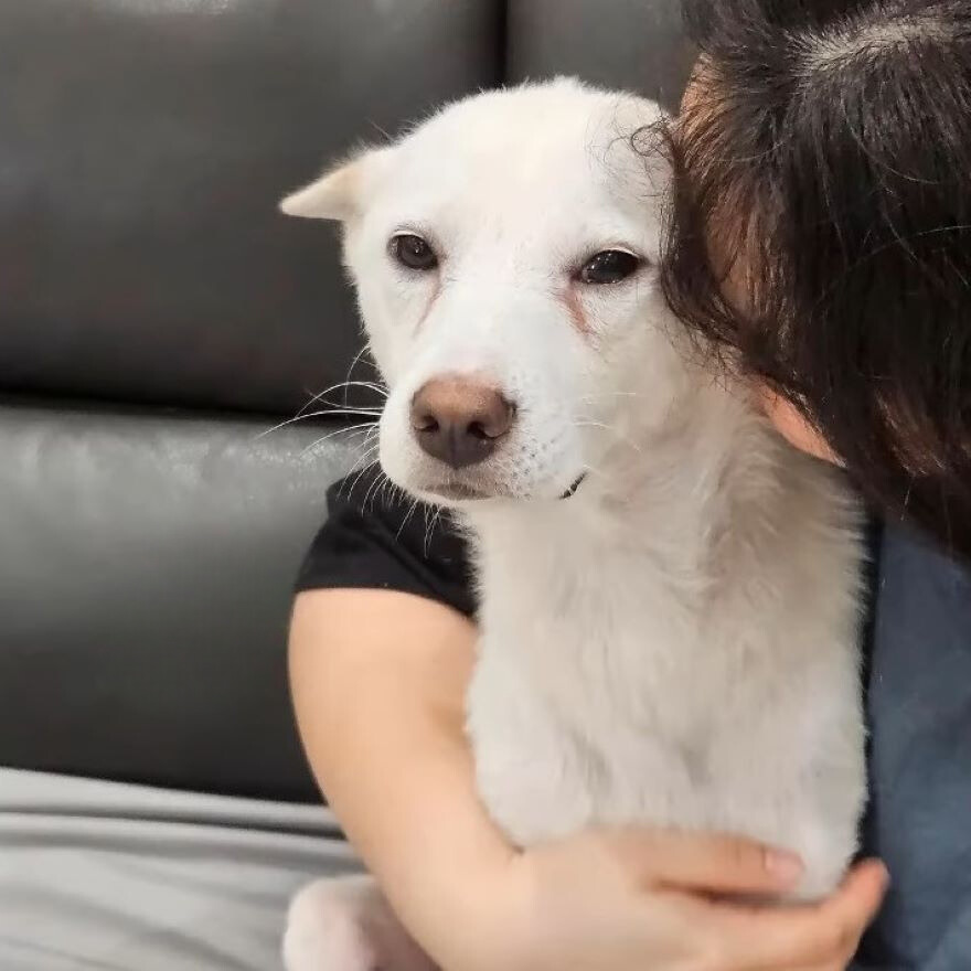 a girl kisses a beautiful white dog