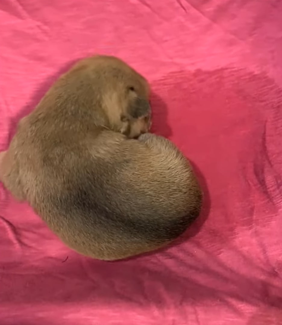 a huddled dog lies on a pink rug