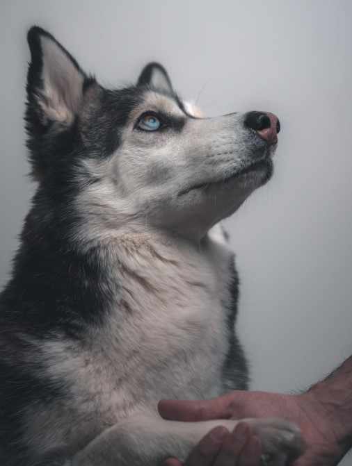 a husky with blue eyes gives a paw to its owner