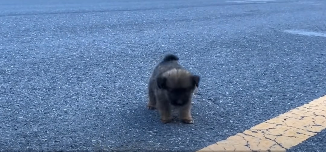 a little puppy is standing on the road