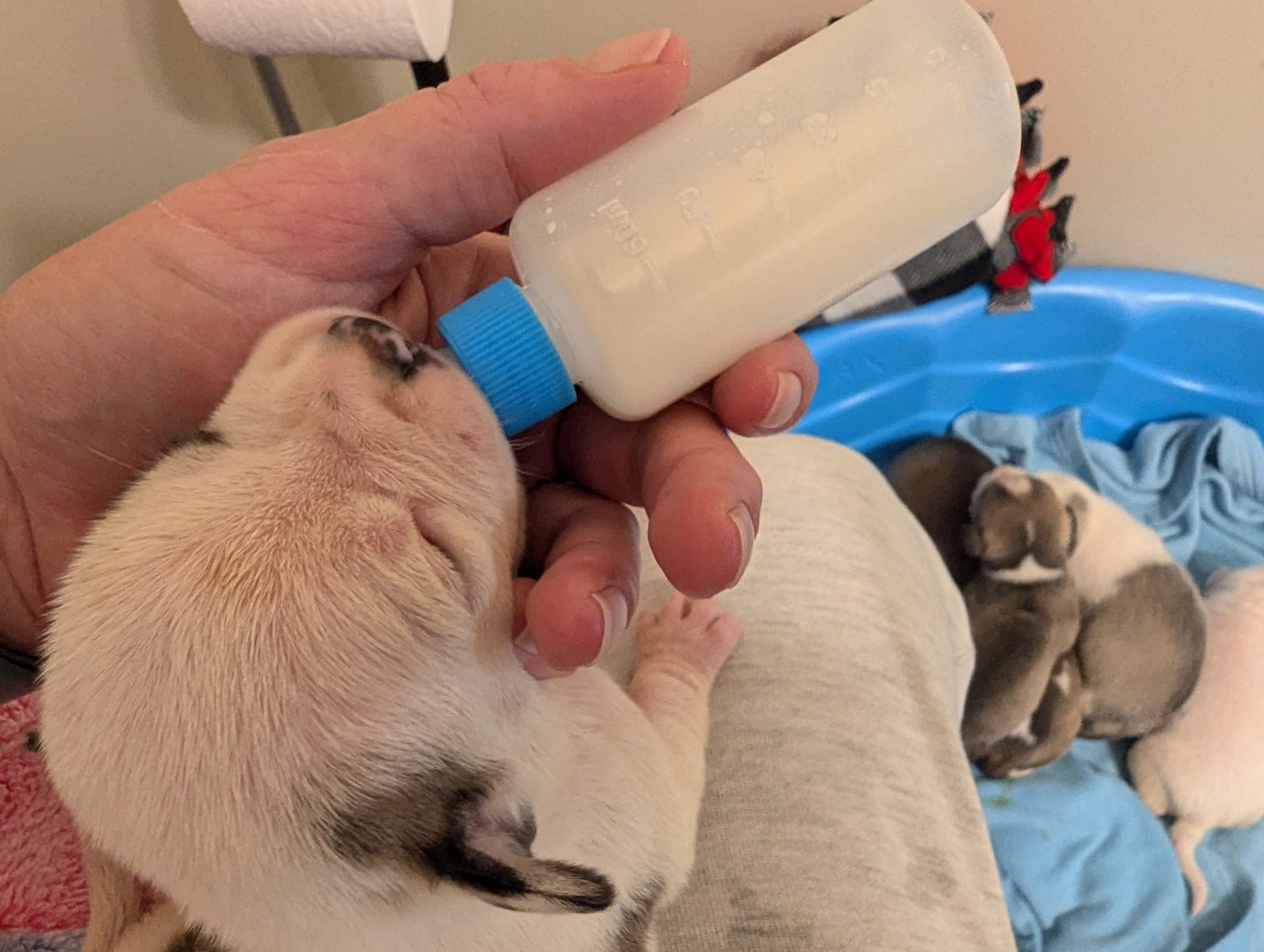 a man bottle-feeds a puppy