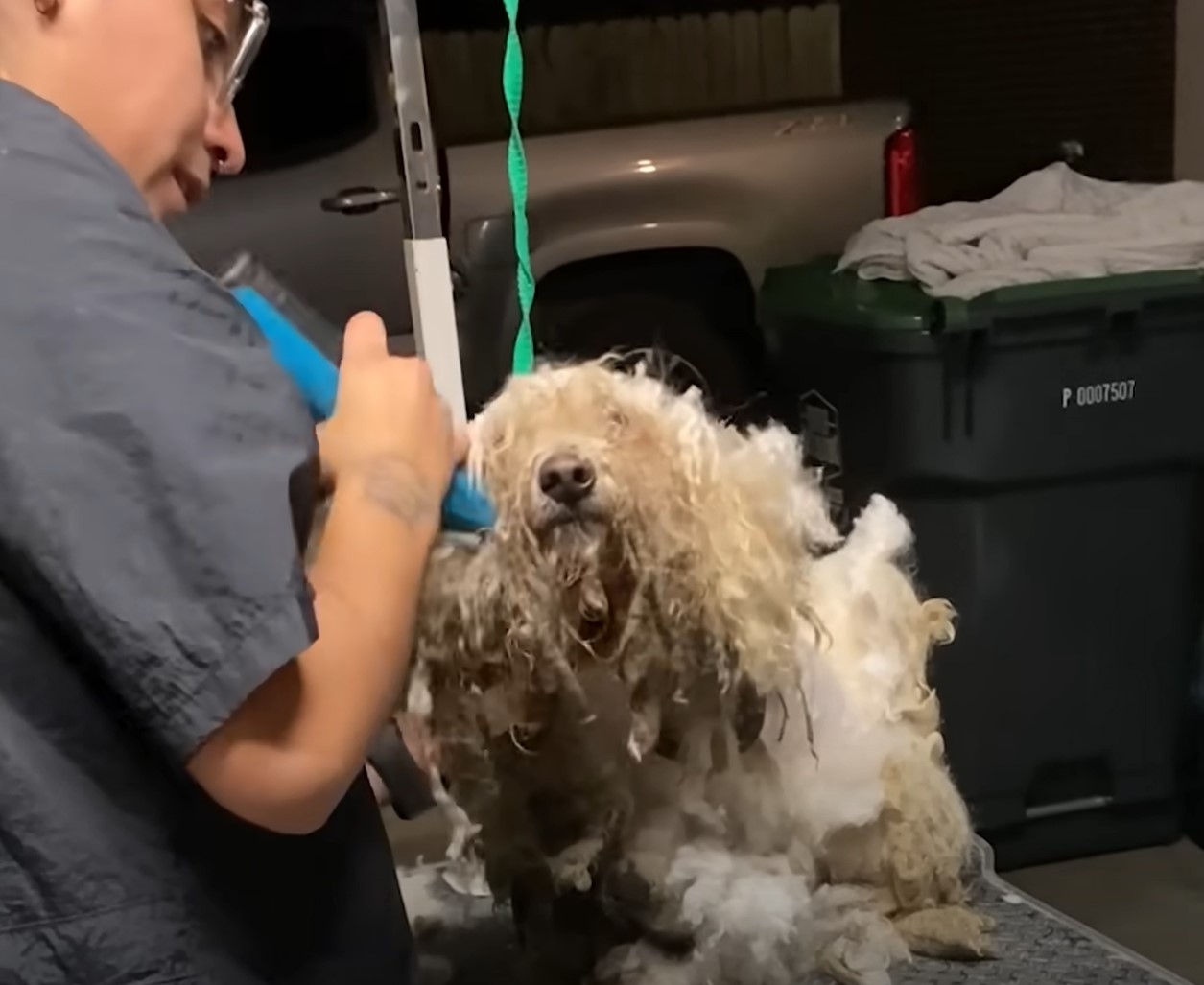 a man cuts a shaggy dog's hair