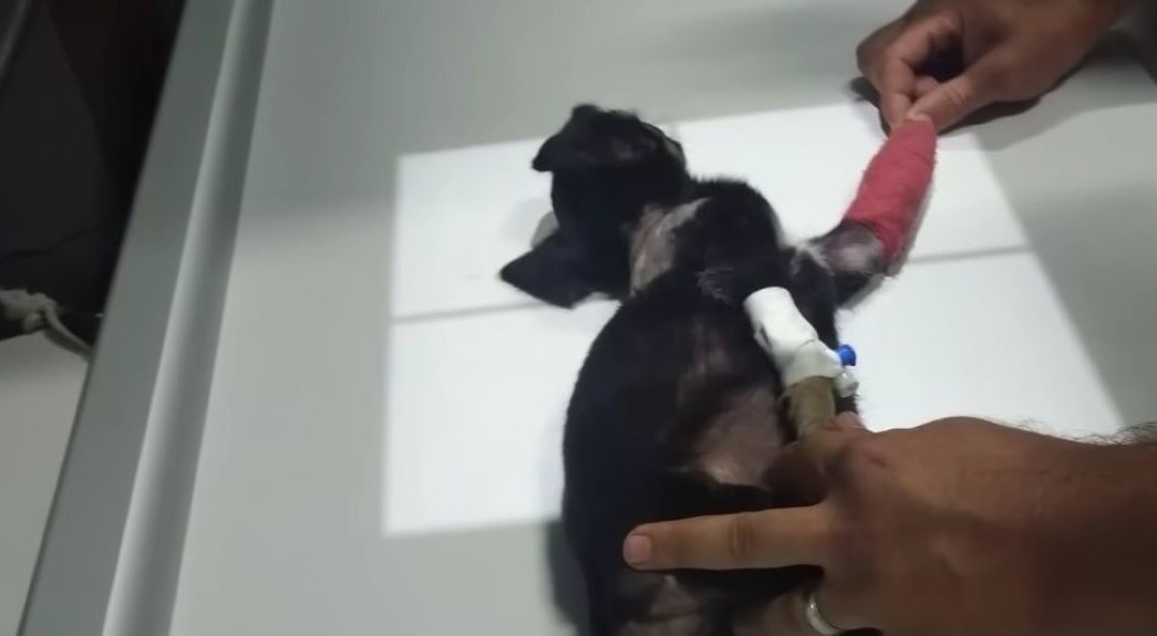 a man examines an injured puppy