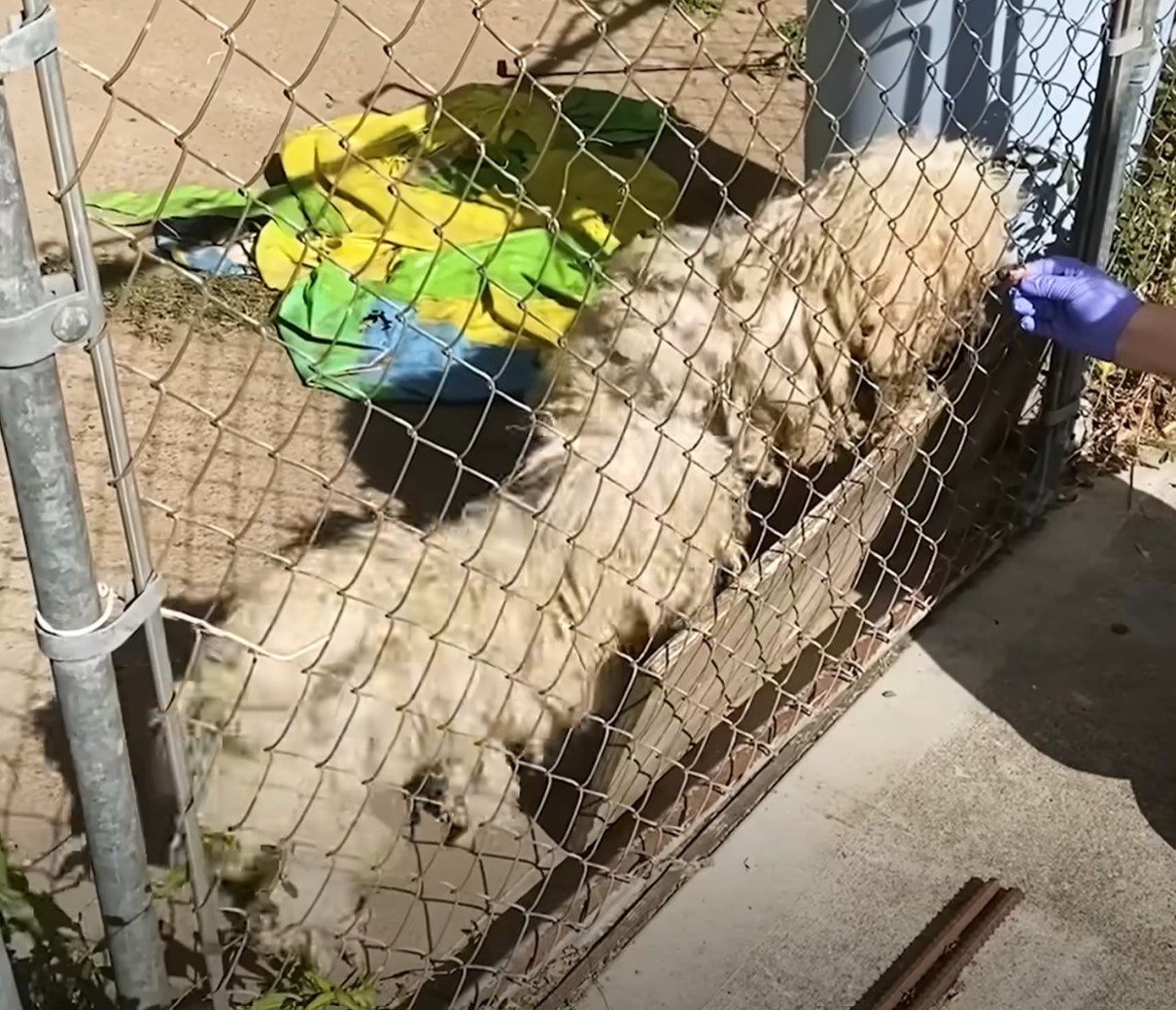 a man feeds a dog through a fence