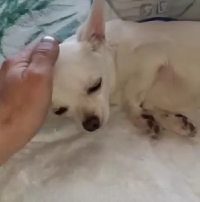 a man pats a dog on the head