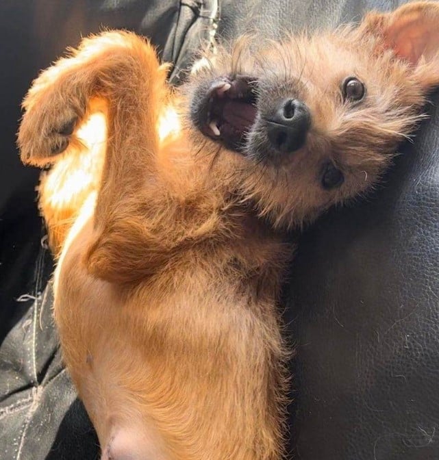 a playful dog lies on its back