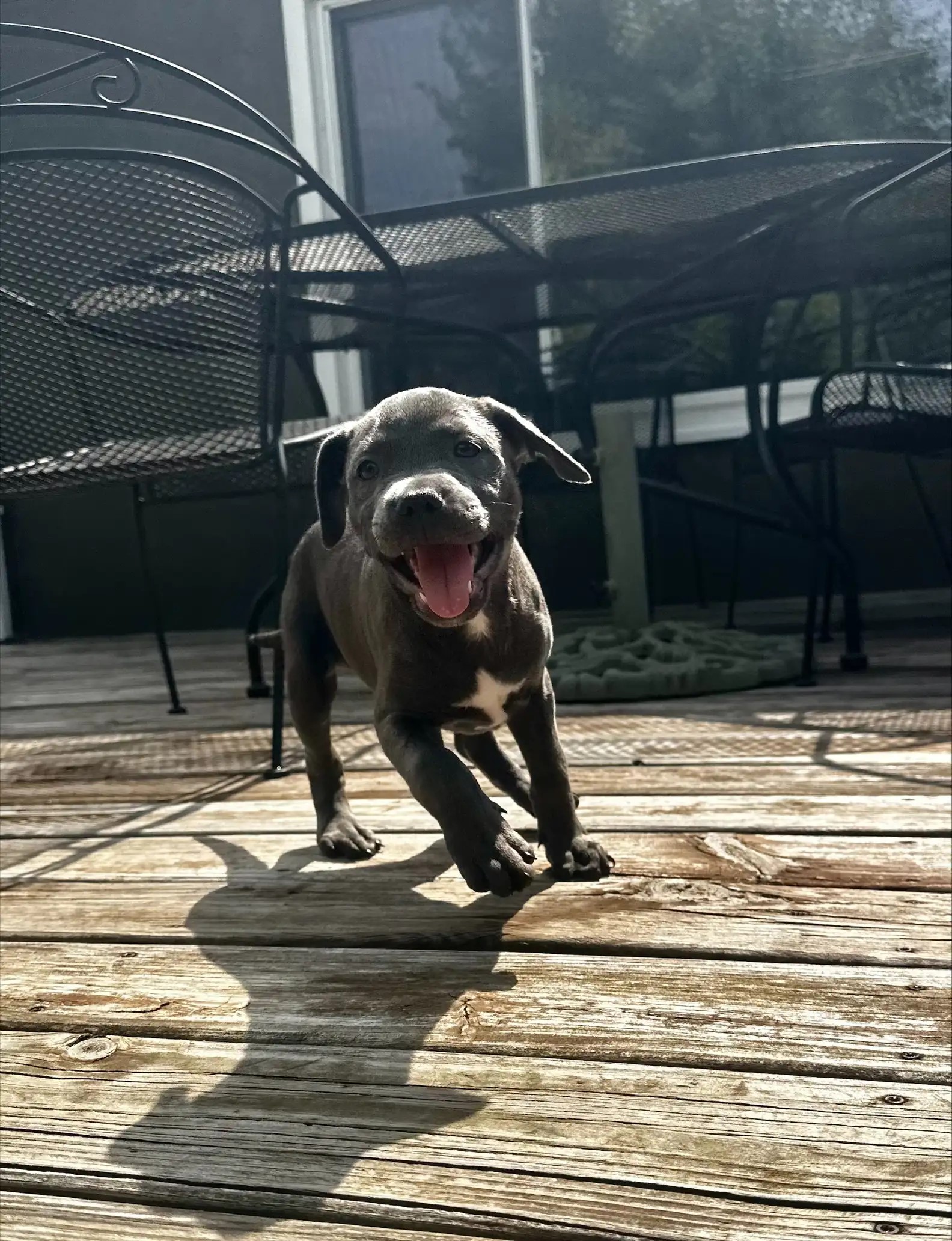 a playful dog on a wooden terrace