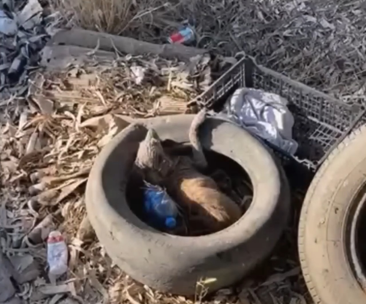 a puppy stuck in a tire