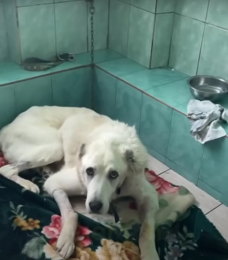 a sad dog lies on a colorful blanket