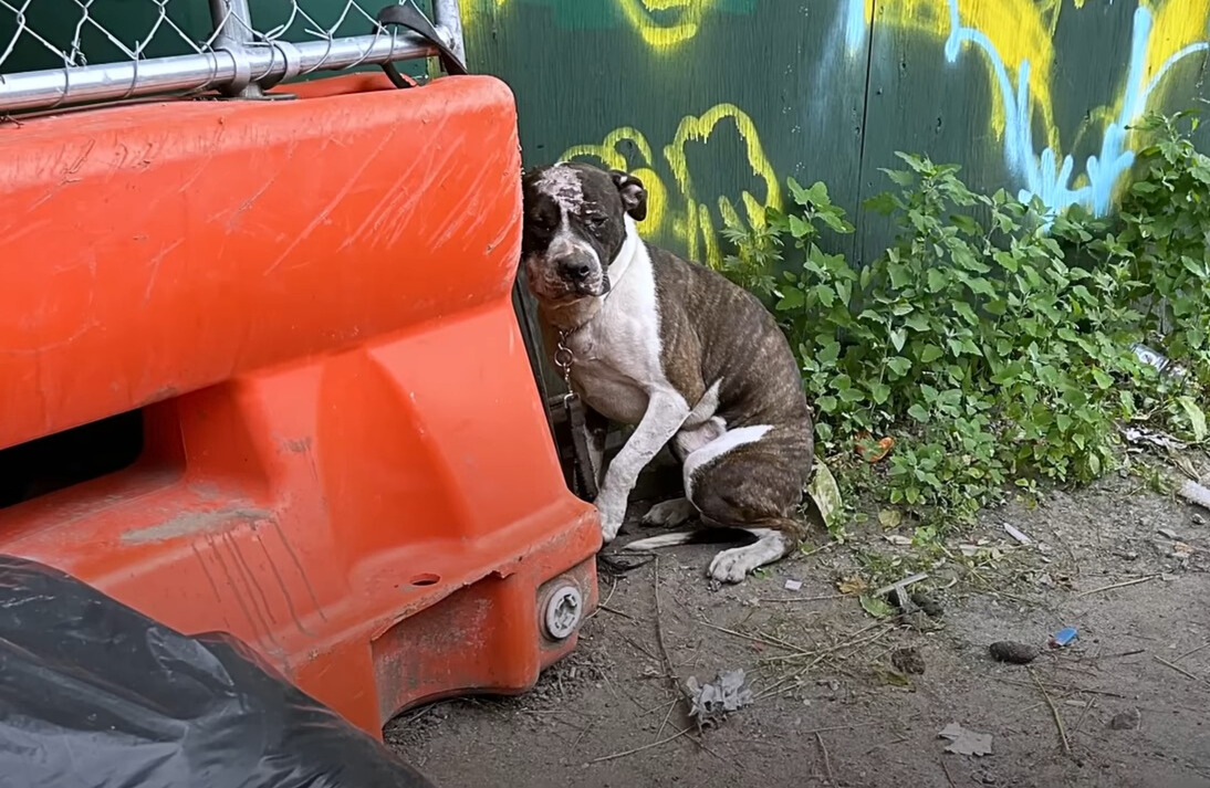 a sad dog sits tied to the fence