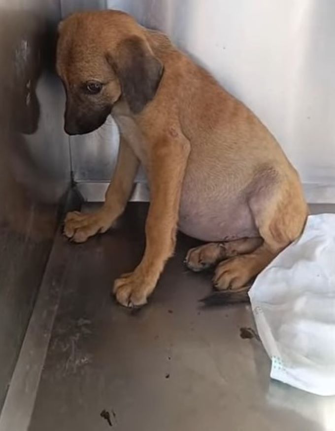 a sad dog with a big belly sits with his head down