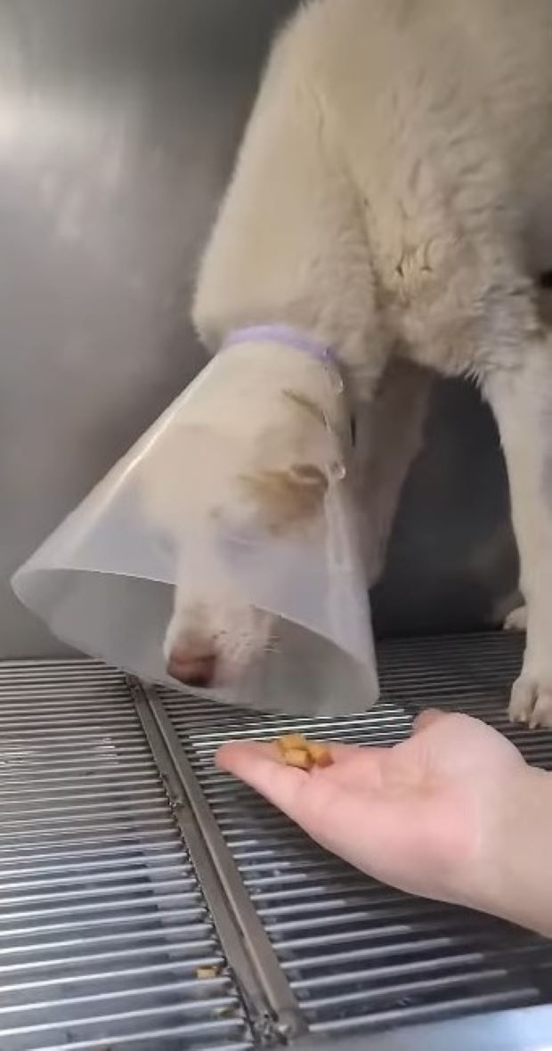 a sad dog with a collar refuses food