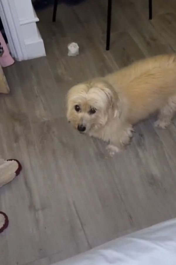 a shaggy white dog is standing on the laminate and looking at the camera