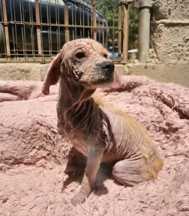 a sick dog is sitting on a blanket