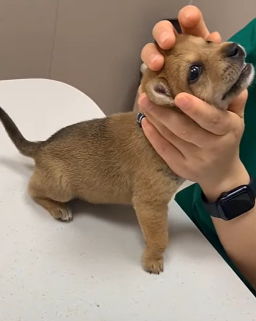 a veterinarian examines a brown puppy